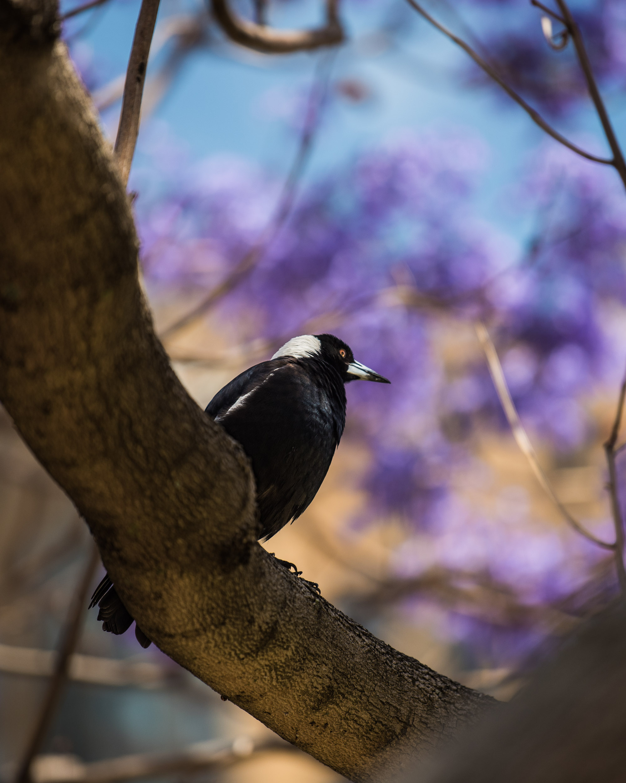 Pint-Sized Assassin - Sydney, Australia