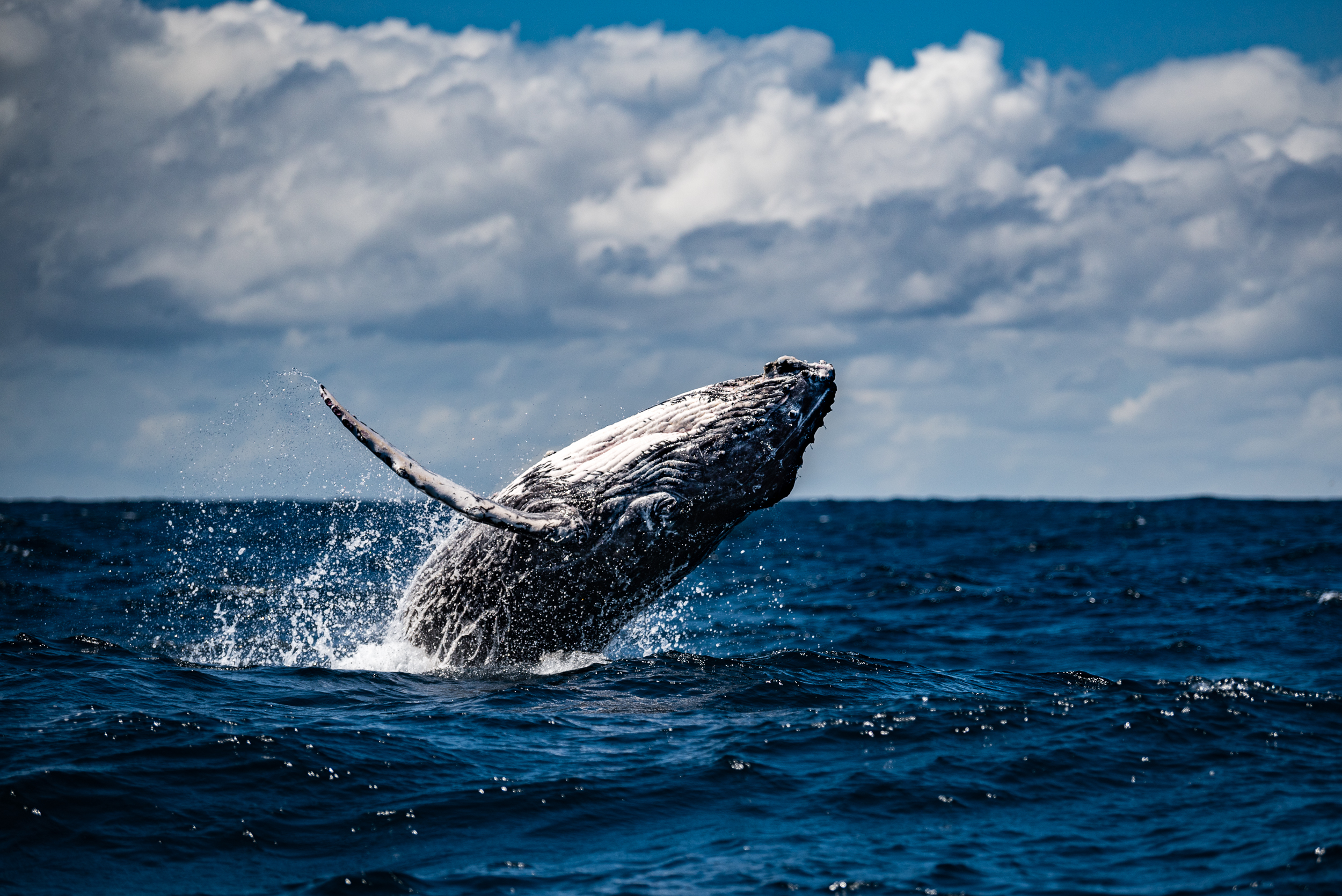 Wildlife